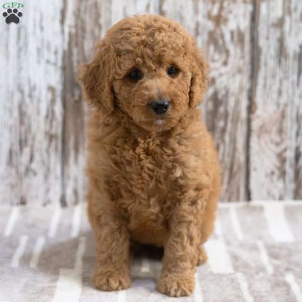 Krista, Mini Labradoodle Puppy